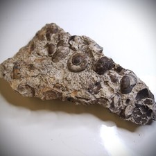 220gr Snail Cepaea Rüssingen