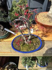 pre Bonsai - Fächerahorn