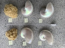 Nautilus Muschel, Wunderschöne Exemplare plus Naturschwämme, je 98,-€???