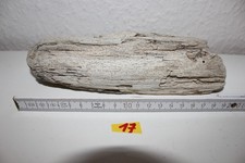 Treibholz Holzwurzeln