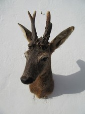 Rehbock Tierpräparat