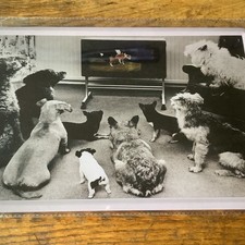 Blechschild 20x30 Hunde Porno Doggy Style Tin Poster neu PK8