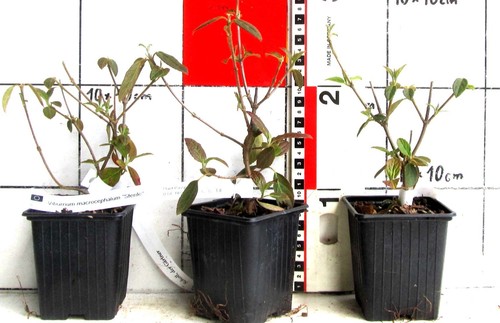 Viburnum macrocephalum