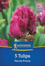 Kiepenkerl Papagei-Tulpe Parrot Prince – 5 lila Tulpen für Beet & Kübel