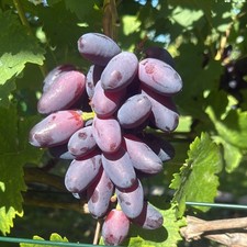 2 jährige pilzfeste Weintraube  Weinrebe Tafeltraube  "Baikonur "