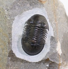 Trilobit, Paralejurus