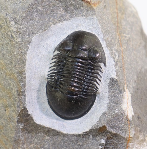Trilobit paralejurus - trilobit,,