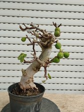 pre Bonsai Ficus Carica Higuera-Feigen-Fichi-Fig