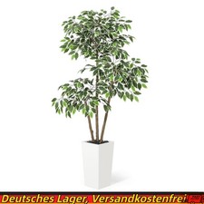 Weißer Ficus Benjamin