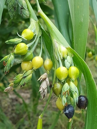 Samen hiobsträne coix - 5, hiobsträne,