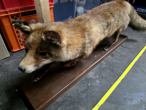 Fuchs tierpräparat rotfuchs - fuchs,