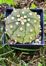 Astrophytum asterias kikko - astrophytum,