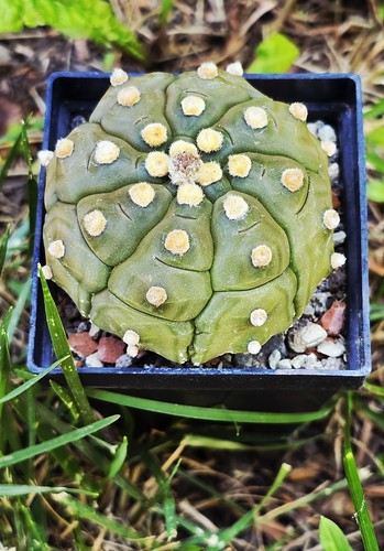 Astrophytum asterias kikko - asterias,