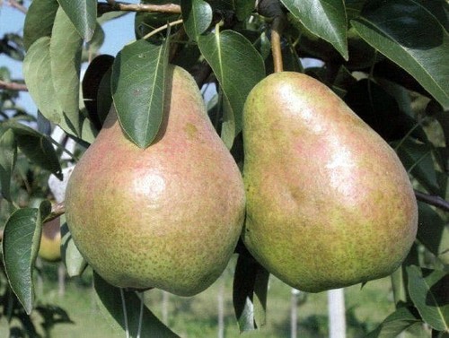 Birnenbaum lukasówka mit - birnenbaum, 'lukasówka'