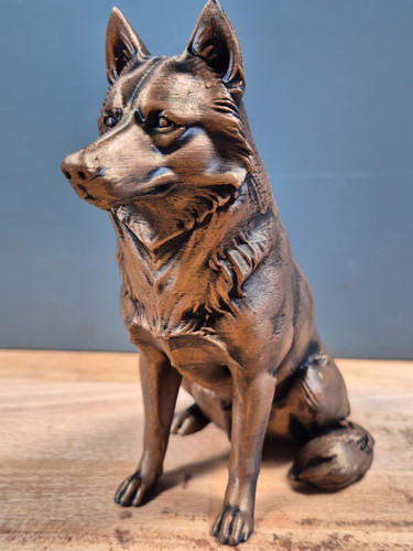 Siberian husky sitzende - –,