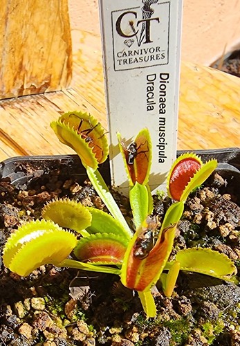 Dionaea muscipula dracula - muscipula,