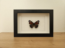 Tagpfauenauge Aglais Io Echter Schmetterling Im Bilderrahmen Entomologie Deko 