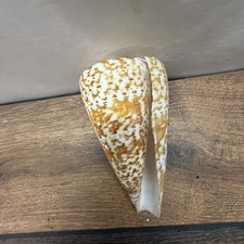 Kegelschnecke Conus Muschel
