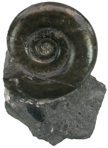 Lias psiloceras psilonotum - ,