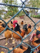 Vorwerkhühner Vorwerk Hühner