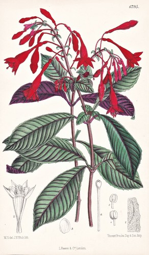Fuchsia triphylla santo - fuchsia,