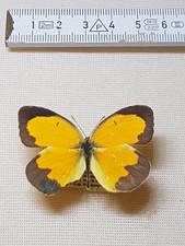 Eurema Nicippe Männchen