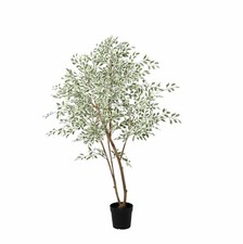 Ficus Benjamina Variegata