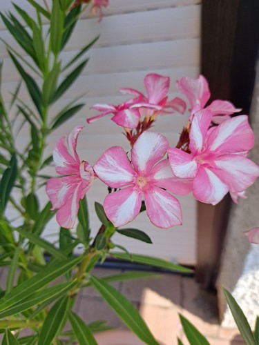 Oleander simie steckling - simie,