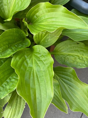 Funkien hosta ableger - funkien,