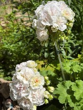 Pelargonie Geranie IV Galina