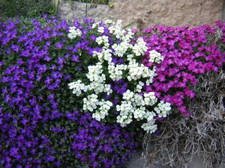 Sale26 Aubrieta Mischung Steingarten Pflanzen Bodendecker 50 Samen