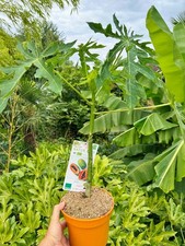 Echte Papaya - Carica papaya, große Pflanze