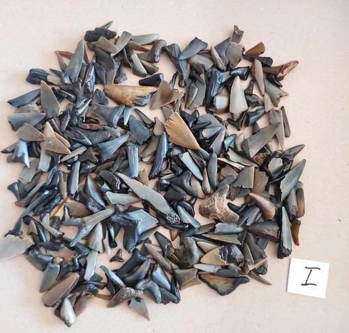 250 gramm haizahn haifischzahn - 250,