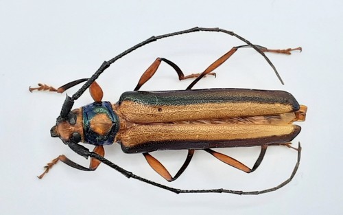 Cerambycidae xystrocera - cerambycidae,,