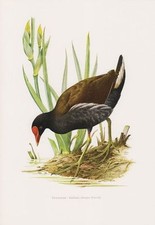 Teichhuhn (Gallinula chloropus) Teichralle  Farbdruck 1959 Ornithologie