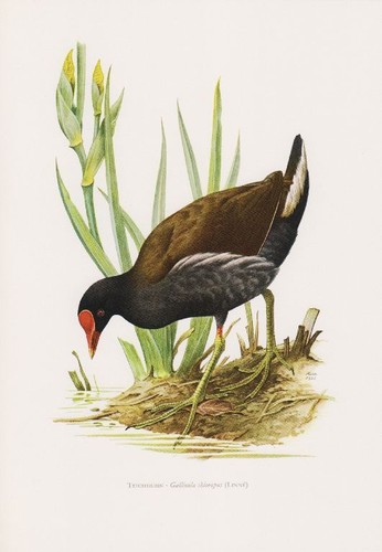 Teichhuhn gallinula - teichhuhn, (gallinula