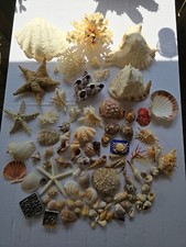 Muschelsammlung mit Seesternen, Seepocken und Krebs  - siehe Text und Bilder