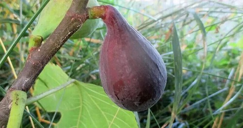 Ficus carica long of - carica, ́long