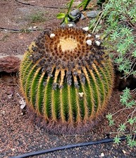 Echinocactus Grusonii - Fass