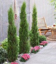 BALDUR Garten Echte Toskana