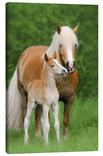 Leinwandbild haflinger fohlen - leinwandbild,
