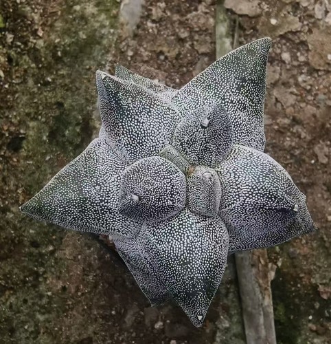 Rare plant astrophytum - plant,