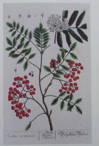 Eberesche sorbus aucuparia - eberesche,