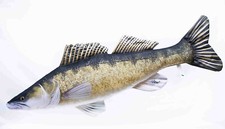 Gaby DER Zander Sander