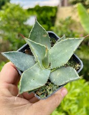 1 x Agave parrasana -