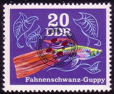 2178 Zierfische Guppys 20 Pf O