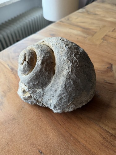 Kg fossil schnecke - 3,