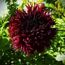 @ (◕‿◕)\@ Dahlien : 	Kaktus - Dahlie " Kenora Macop "  Liefertermin