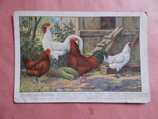 Geflügel - Börse - Hahn - Hühner - Hühnerhof - Um 1915 - Gebrauchsspuren -