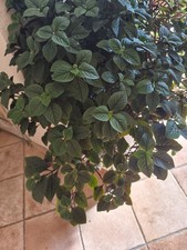 Weihrauchpflanze plectranthus - weihrauchpflanze,,